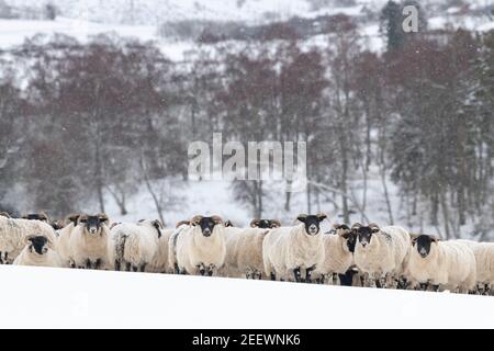 Ein Schwarm schottischer Schwarzgesicht Schafe sammeln sich auf einem Hügel In Aberdeenshire während einer Schneeschauer Stockfoto