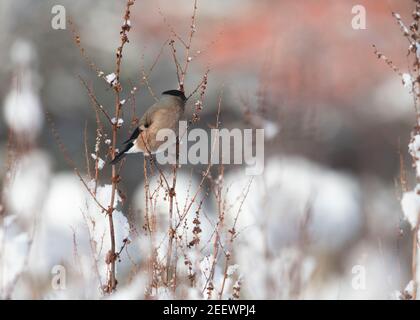 Ein weiblicher Bullfinch (Pyrrhula Pyrrhula), der sich von den blättrigen Docksamen ernährt (Rumex obtusifolius) im Schnee an einem sonnigen Wintertag Stockfoto