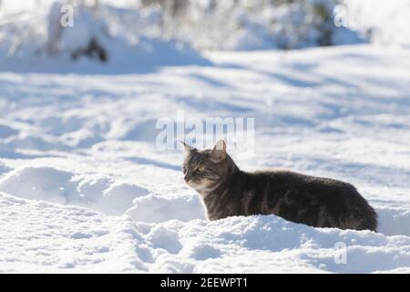 Eine graue Katze auf einem Gartenpfad durch Schnee Im Winter Sonnenschein Stockfoto