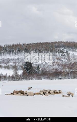 Eine Herde schottischer Schwarzgesicht Schafe Feed auf Hay in Zwei Ringzuführungen in einer verschneiten Aberdeenshire-Landschaft Stockfoto