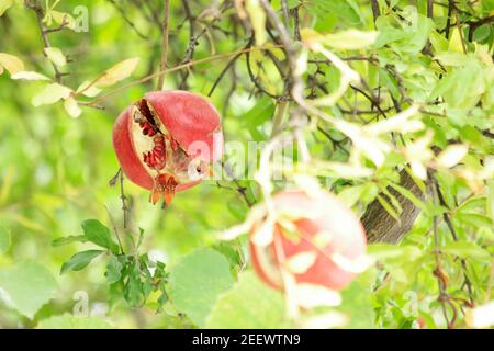 Gesprungene Granatapfelfrüchte auf dem Ast. Stockfoto