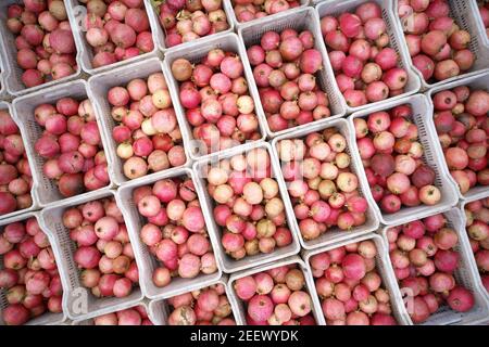 Frisch gepflückte Granatapfelfrüchte in Kisten, Draufsicht. Stockfoto