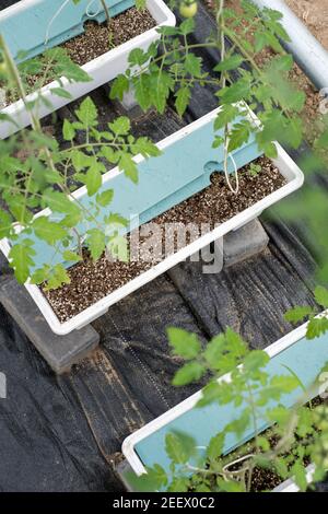 Endlose Reihen eng angelegter Monokultur-Kirschtomaten-Pflanzen werden von Schnüren unterstützt, da sie vom Sämling bis zur Blühphase wachsen und nur eine künstliche Bodenbasis verwenden, die mit Mineralien und Nährstoffen angereichert ist - als Nährmedien bekannt, die hauptsächlich aus Perlit, Torf, Sand, Bimsstein und verschiedene Kombinationen - in einem großen Gewächshaus, optimiert für hohe Erträge in diesem industriellen Maßstab Anlage in der Nähe von Langfang (Hebei) im Südosten von Peking, China, PRC. © Olli Geibel Stockfoto