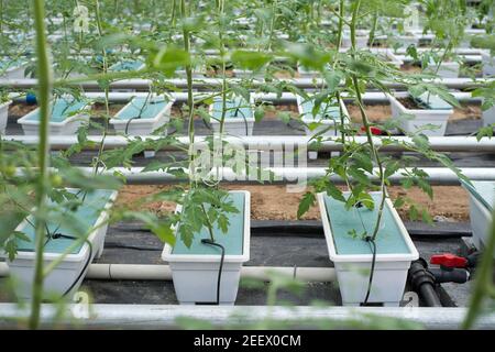 Endlose Reihen eng angelegter Monokultur-Kirschtomaten-Pflanzen werden von Schnüren unterstützt, da sie vom Sämling bis zur Blühphase wachsen und nur eine künstliche Bodenbasis verwenden, die mit Mineralien und Nährstoffen angereichert ist - als Nährmedien bekannt, die hauptsächlich aus Perlit, Torf, Sand, Bimsstein und verschiedene Kombinationen - in einem großen Gewächshaus, optimiert für hohe Erträge in diesem industriellen Maßstab Anlage in der Nähe von Langfang (Hebei) im Südosten von Peking, China, PRC. © Olli Geibel Stockfoto