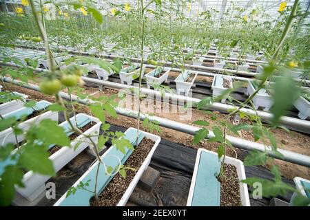 Endlose Reihen eng angelegter Monokultur-Kirschtomaten-Pflanzen werden von Schnüren unterstützt, da sie vom Sämling bis zur Blühphase wachsen und nur eine künstliche Bodenbasis verwenden, die mit Mineralien und Nährstoffen angereichert ist - als Nährmedien bekannt, die hauptsächlich aus Perlit, Torf, Sand, Bimsstein und verschiedene Kombinationen - in einem großen Gewächshaus, optimiert für hohe Erträge in diesem industriellen Maßstab Anlage in der Nähe von Langfang (Hebei) im Südosten von Peking, China, PRC. © Olli Geibel Stockfoto