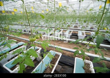 Endlose Reihen eng angelegter Monokultur-Kirschtomaten-Pflanzen werden von Schnüren unterstützt, da sie vom Sämling bis zur Blühphase wachsen und nur eine künstliche Bodenbasis verwenden, die mit Mineralien und Nährstoffen angereichert ist - als Nährmedien bekannt, die hauptsächlich aus Perlit, Torf, Sand, Bimsstein und verschiedene Kombinationen - in einem großen Gewächshaus, optimiert für hohe Erträge in diesem industriellen Maßstab Anlage in der Nähe von Langfang (Hebei) im Südosten von Peking, China, PRC. © Olli Geibel Stockfoto