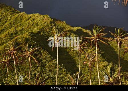 Eine Reihe von Kokospalmen dramatisch beleuchtet bei Sonnenaufgang mit tropischen Regenwald und Berg in der Ferne kurz nach Sturm vorbei, auf Oahu, Hawaii, USA Stockfoto