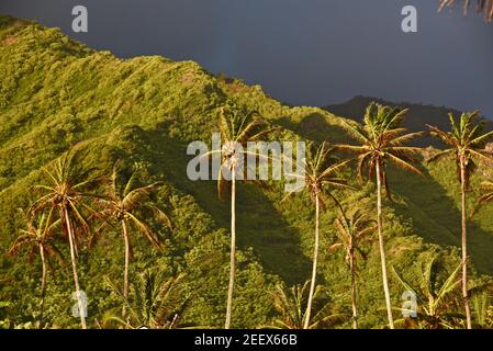 Eine Reihe von Kokospalmen dramatisch beleuchtet bei Sonnenaufgang mit tropischen Regenwald und Berg in der Ferne kurz nach Sturm vorbei, auf Oahu, Hawaii, USA Stockfoto