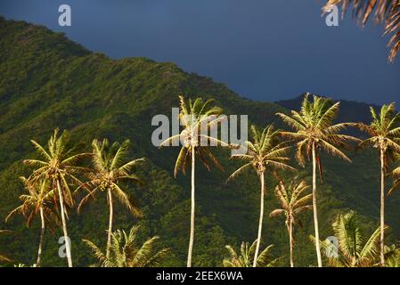 Eine Reihe von Kokospalmen dramatisch beleuchtet bei Sonnenaufgang mit tropischen Regenwald und Berg in der Ferne kurz nach Sturm vorbei, auf Oahu, Hawaii, USA Stockfoto