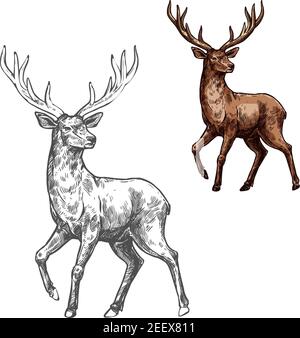 Hirsche, Rentiere oder Elche isolierte Skizze des wilden Säugetieres. Brauner Hirsch von erwachsenen Hirschen mit großen Geweih für die Jagd Sportverein oder Zoo Symbol, Wald Stock Vektor