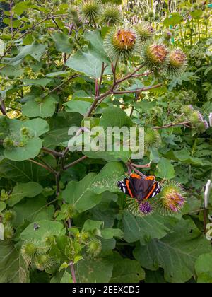 Bunte Schmetterling sitzt auf grünen Pflanze im Garten Stockfoto