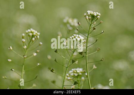 Hirtentasche Capsella bursa-pastoris auf dem Feld. Weiße kleine Blumen auf dem Rasen. Stockfoto