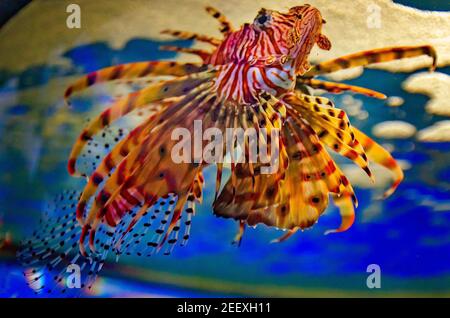 Ein Löwenfisch schwimmt im Dauphin Island Sea Lab und Estuarium am 23. Juni 2017 in Dauphin Island, Alabama. Stockfoto