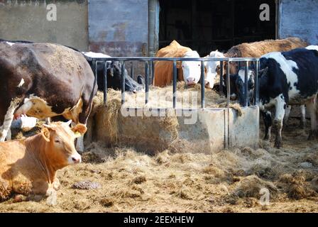 Milchviehfütterung an Trog in farmyard, Winkfield, Berkshire, England, Vereinigtes Königreich Stockfoto