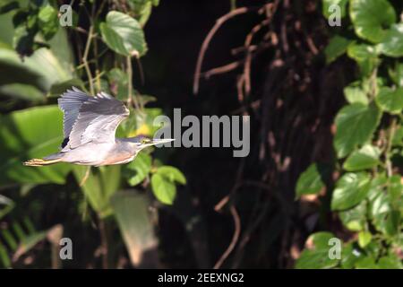 Gestreifte Reiher (Butorides striata) Fliegen auf einem Hintergrund von wässriger Vegetation Stockfoto