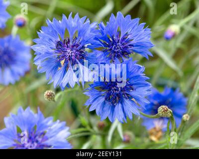 Blaue Blumen von Kornblumen auf dem Feld. Blaue Kornblumen auf grünem Hintergrund. Verschwommener Naturhintergrund mit Bokeh. Blumen als Hintergrund. Stockfoto