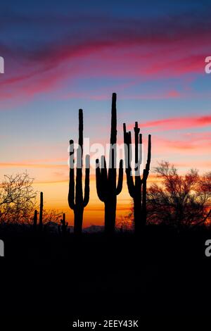 Arizona Wüstenlandschaft bei Sonnenuntergang mit Saguaro Kaktus Silhouette Stockfoto