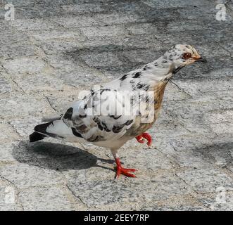 Weiße Taube mit roten Augen auf dem Bürgersteig in der Stadt Zentrieren Stockfoto