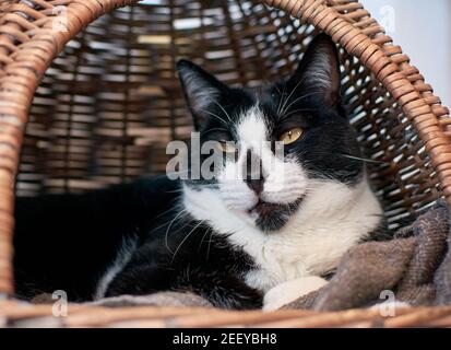 Schwarz-weiße Katze liegt in einem Strohkorb Stockfoto