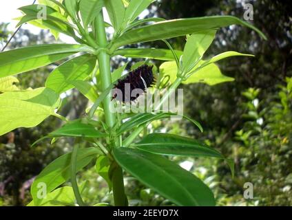 Eine riesige schwarze und braune Raupe auf einer Pflanze Stockfoto