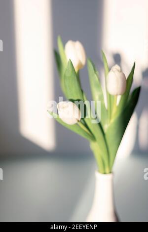 Bouquet von weißen Tulpen im Sonnenlicht, selektiver Fokus Stockfoto