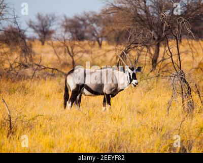 Gemsbok Antilope im gelben Gras Stockfoto