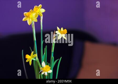 Gelbe Narzissen auf sattem violettem Hintergrund im Innenraum, ein Wohnzimmer mit grauem Sofa und gelben Kissen. Stockfoto