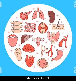 Menschliche innere Organe rund Konzept Banner in farbigen Linien Stil. Medizinisches Anatomieposter. Vektorgrafik. Stock Vektor