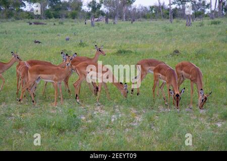 Impala (Aepyceros melampus). Weibchen, Herde Fütterung nebeneinander, Weiden. Beachten Sie die hervorstehenden Rippenkäfige, die auf eine längere Fütterung hinweisen Stockfoto