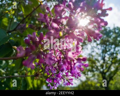 Violett lila Blume auf Zweig mit strahlender Sonne im Hintergrund Stockfoto