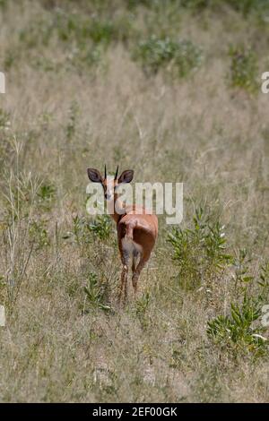 Steenbok (Raphicerus campestris). Erwachsene, Rückansicht eines Männchens. Zu den Identifikationsmerkmalen gehören kleine, große, weit verbreitete Ohren mit blattähnlichem Muster Stockfoto