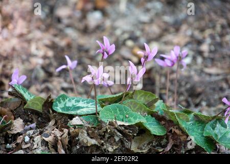 Wildrosen Cyclamen (Persicum) in voller Blüte im Wald in Ungarn. Stockfoto