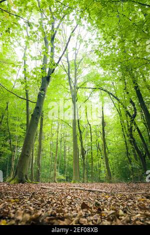 Beech trees in a woodland clearing in London green belt. Harrow Weald Common, London, UK Stockfoto