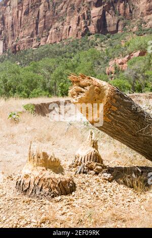 Von einem nordamerikanischen Biber gefällter Baum im Zion National Park, Utah, USA Stockfoto