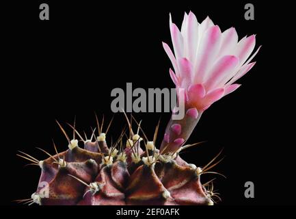 Kaktus gymnocalycium mihanovichii rubra mit weiß-violett-rosa Blume auf schwarzem Hintergrund Stockfoto