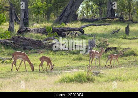 Impala (Aepyceros melampus). Zwei hornlose Erwachsene Zuchtweibchen mit jeweils einem begleitenden wachsenden Jungen. In Waldsavanna Grasland. Botswana. Stockfoto