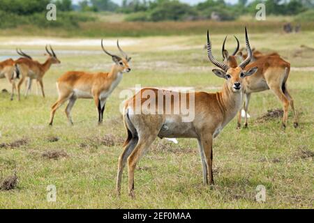 Lechwe (Kobus leche). Hinterhand höher als Schultern. Schwarze Linien vor den Beinen. Identifikation.männliche Herde alle mit Hörnern. Botswana. Afrika. Stockfoto