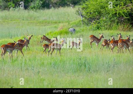 Impala (Aepyceros melampus). Flucht, Springen, Laufen, Herde von Weibchen und mehrere junge. Rumpfmakings helfen, leicht zu identifizieren; verwirrend ein Raubtier Stockfoto