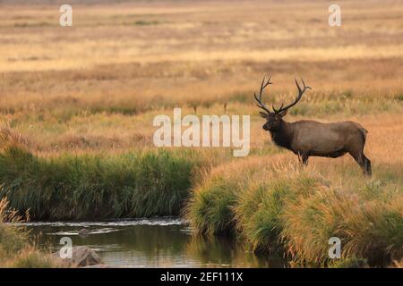 Bullenelch Cervus canadensisin steht an einem Bachbett. Rocky Mountain National Park, Colorado Stockfoto