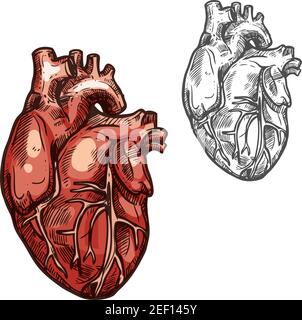 Herz Skizzen Symbole des menschlichen Organs. Vektor isolierte Herzventrikel und Blutgefäße lebenswichtiges Organ des kardiovaskulären Systems für medizinisches Design oder Surger Stock Vektor