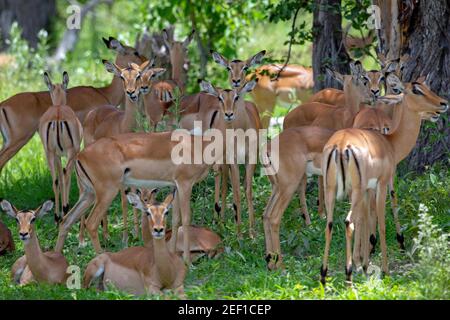 Impala (Aepyceros melampus). Antilope. Montiert im Schatten eines Baumes während der Hitze des rnidday, alle Weibchen, die Suche nach dem Schatten eines Baumes kühl zu halten. Stockfoto