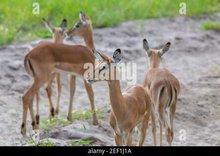 Impala (Aepyceros melampus). Antilope. Zeigt typische Flanken-, Kopf- und Rumpfmarkierungen der Art. Gut gewachsen, entwöhnt jung, von verschiedenen Müttern, Stockfoto