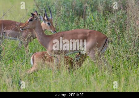 Impala (Aepyceros melampus). Antilope. Gehörnt, jüngerer Mann links, hinten. Erwachsene stillende Weibchen mit säugenden jungen Fütterung vor., partiaaly SCR Stockfoto