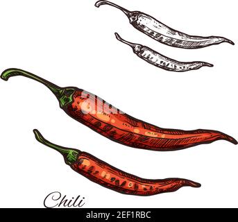 Chili Pfeffer Gewürz Gewürz Kräuter Skizze Symbol. Vector isolierte rote chilischote oder Jalapeno Pflanze für die kulinarische Küche Kochen oder Aroma Kräuter Stock Vektor