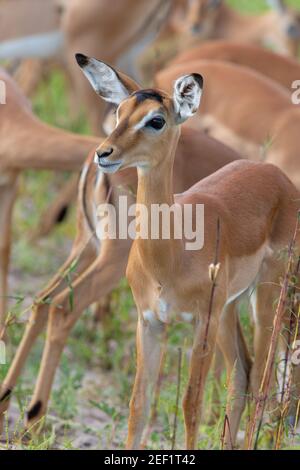 Impala (Aepyceros melampus). Weiblich. Erwachsene mit Kopf, Gesicht, Gesichtszüge, Markierungen, Details. Stehen unter anderem in der Herde, Augen, Ohren, n Stockfoto