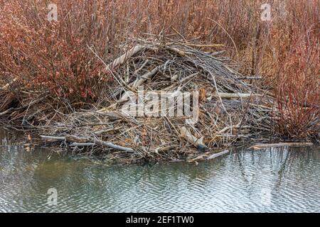 Eine American Beaver Lodge (Castor canadensis) in Narrowleaf Weiden entlang East Plum Creek, Castle Rock Colorado USA. Foto aufgenommen im November. Stockfoto