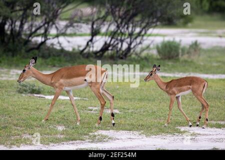 Impala (Aepyceros melampus). Junge Mutter. Botswana. Afrika. Stockfoto