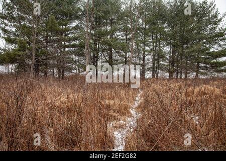 Hirsch Weg durch Winterfeld Stockfoto