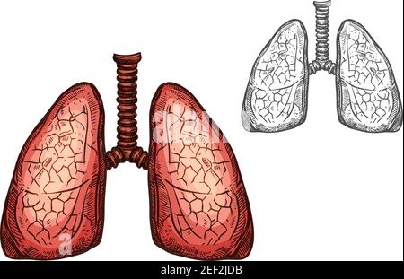 Lungenorgan der menschlichen Anatomie isolierte Skizze des Atmungssystems. Lungenpaar, innere Organe des menschlichen Körpers mit Luftröhre für Medizin, Wissenschaft, Bi Stock Vektor