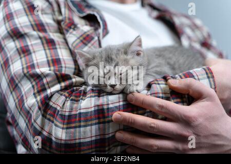 Schottisches geradohrig graues Kätzchen schläft in den Armen des Besitzers des Hauses. Reinblütige niedliche kleine britische Katze schläft in den Händen des jungen Mannes ein. Mann und Stockfoto